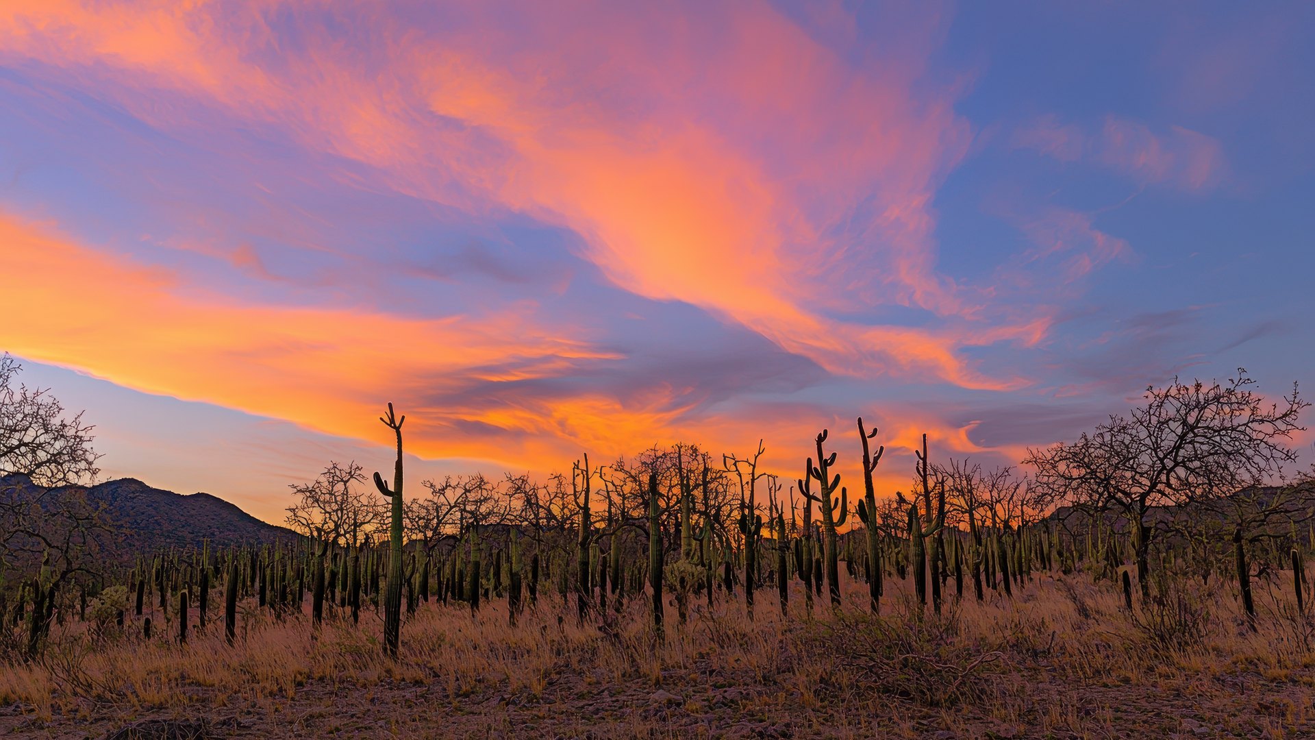 Vines at golden hour